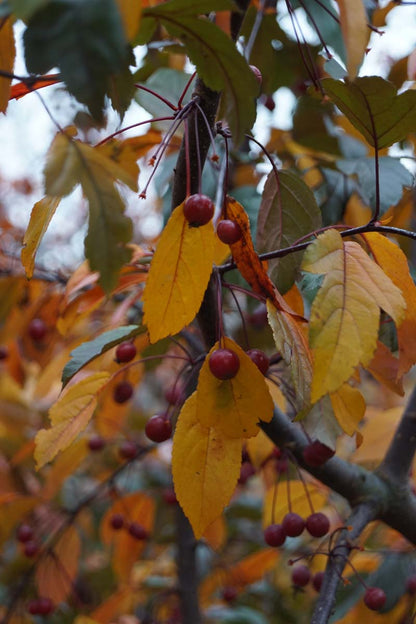 Malus toringo 'Freja' leiboom herfstkleur