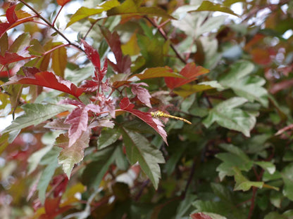 Malus toringo 'Freja' op stam biodiversiteit