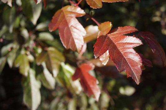 Malus toringo 'Scarlett' op stam