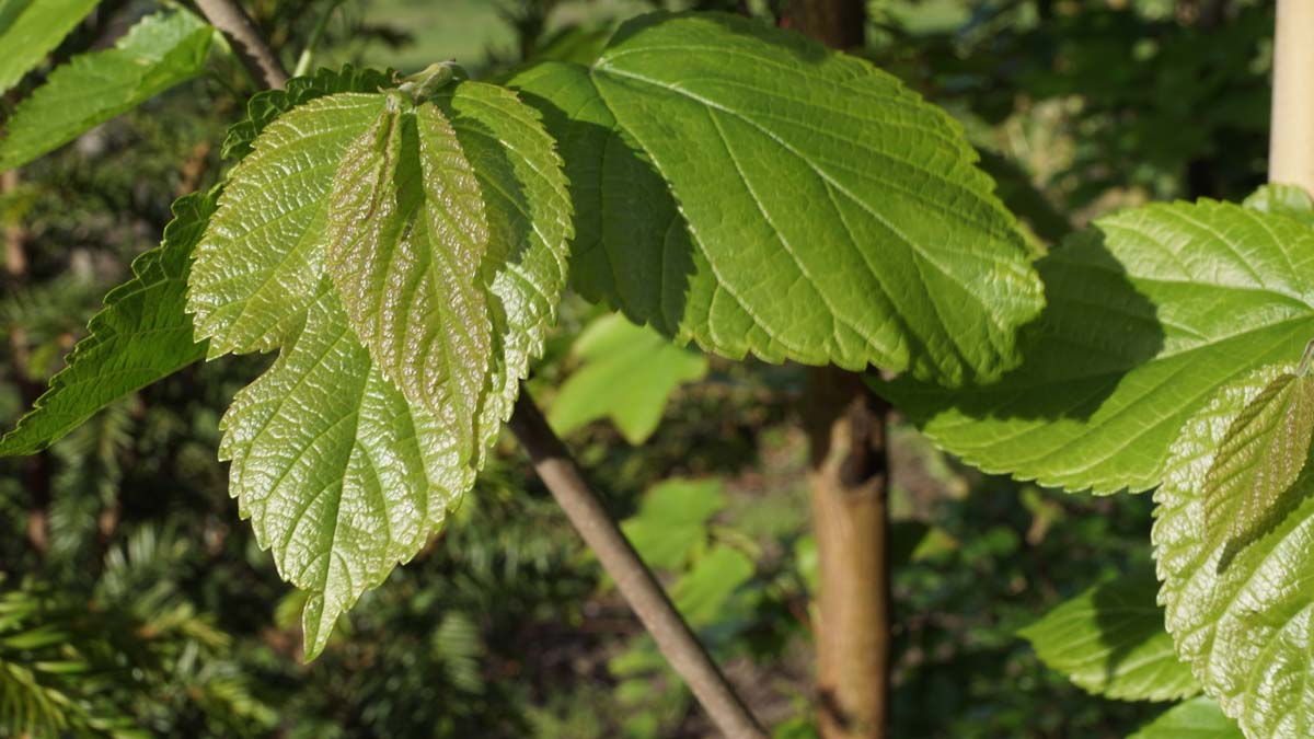 Morus nigra 'Wellington' op stam