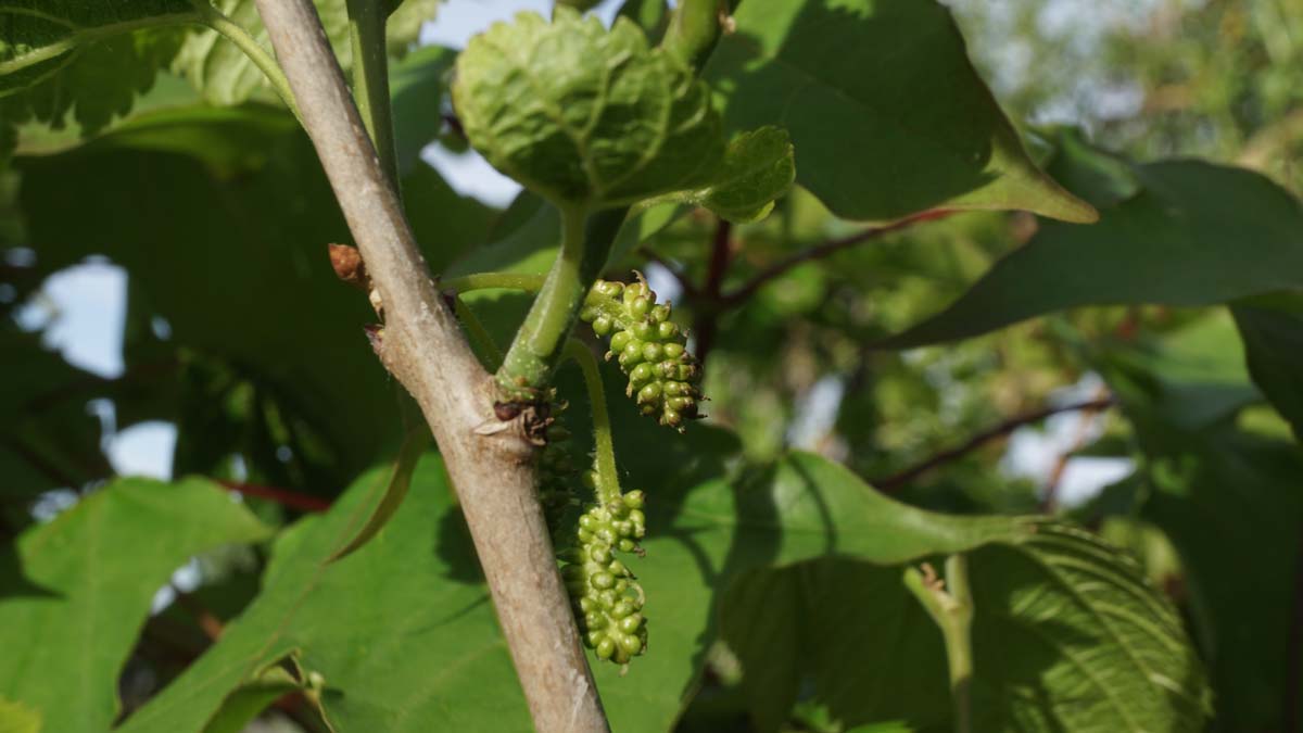 Morus nigra 'Wellington' op stam