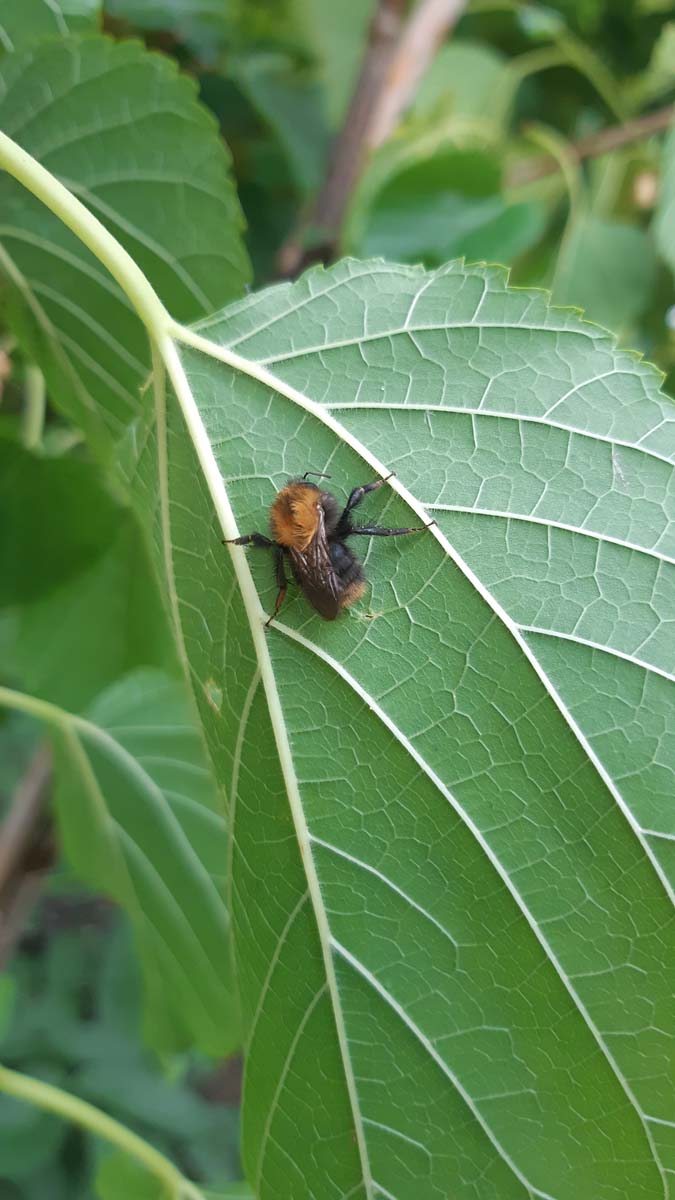 Morus nigra 'Wellington' meerstammig / struik