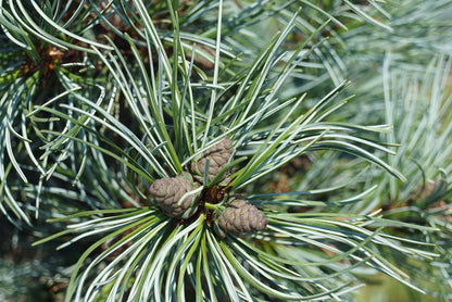 Pinus parviflora 'Blauer Engel' kegel