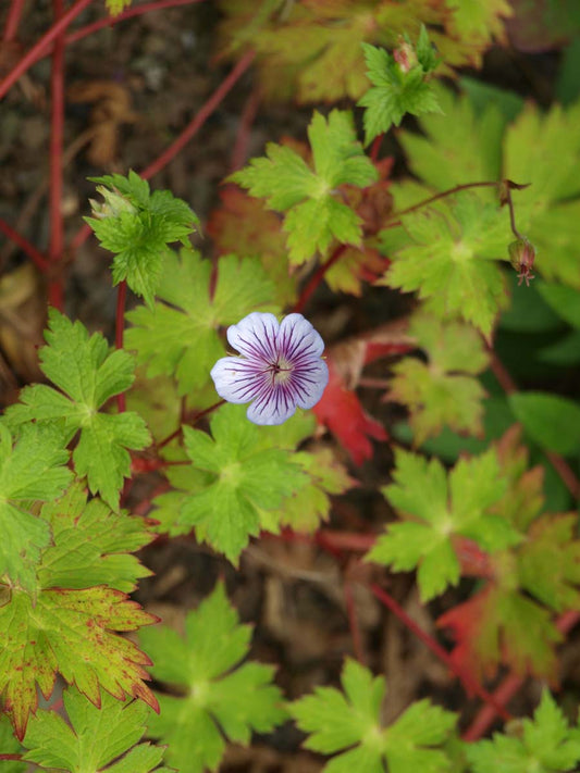 Geranium wallichianum 'Crystal Lake'