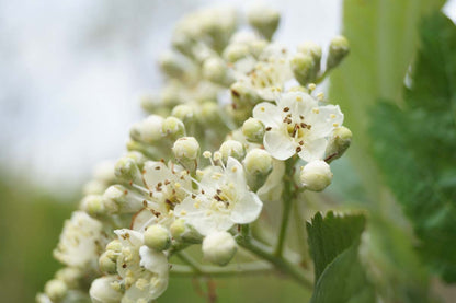 Sorbus incana op stam