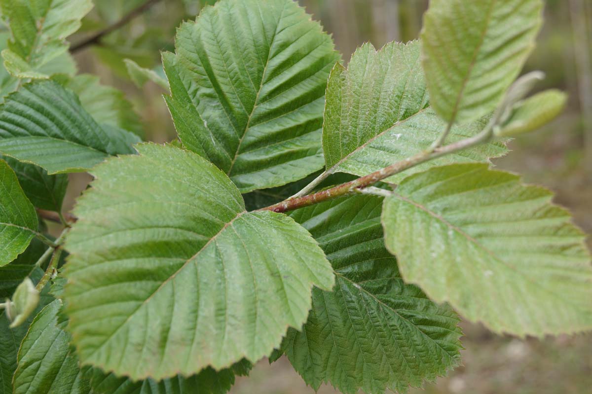 Sorbus incana op stam