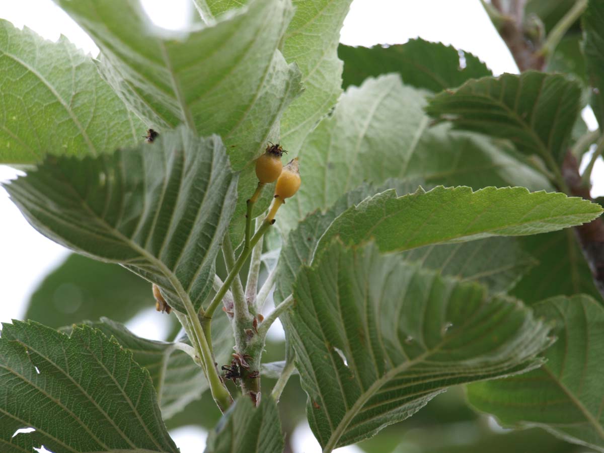 Sorbus incana op stam