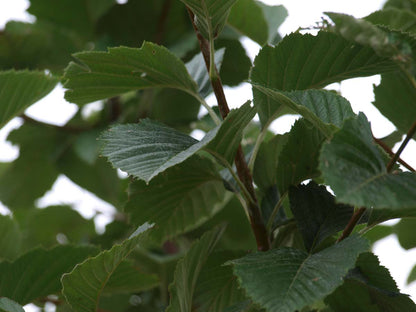 Sorbus incana op stam