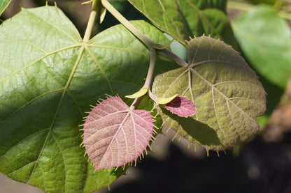 Tilia mandshurica op stam