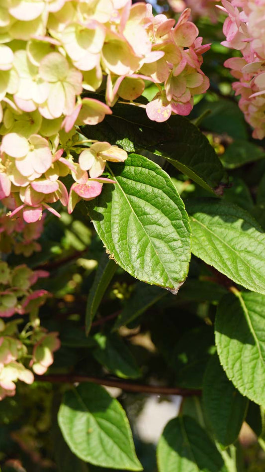 Hydrangea paniculata 'Renhy' Tuinplanten blad