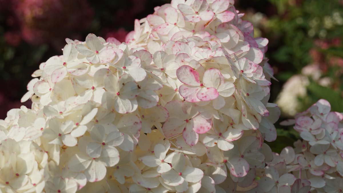 Hydrangea paniculata 'Renhy' meerstammig / struik