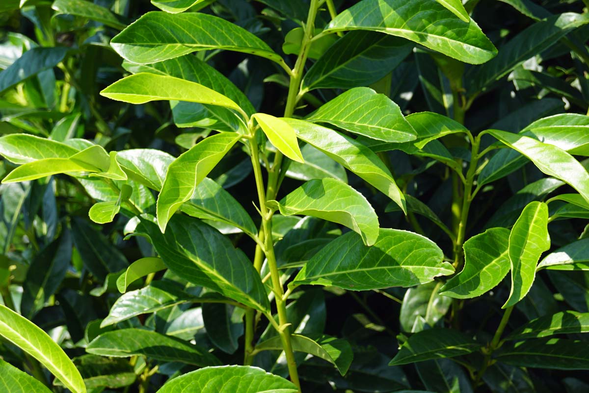 Prunus laurocerasus 'Mariblon' meerstammig / struik twijg