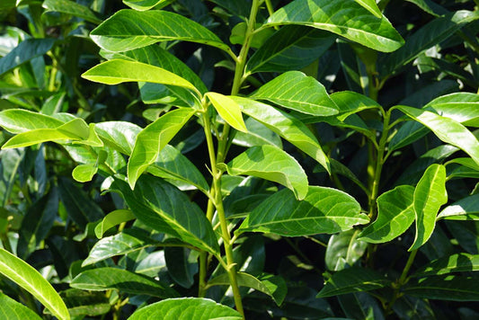 Prunus laurocerasus 'Mariblon' Tuinplanten twijg