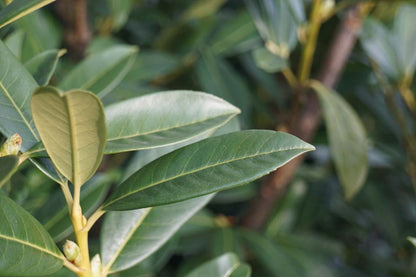 Prunus laurocerasus 'Mariblon' solitair blad