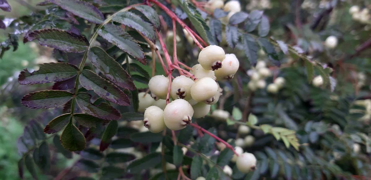 Sorbus frutescens meerstammig / struik