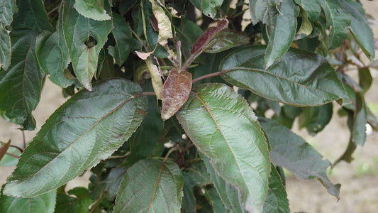 Malus 'DVPAppollo'