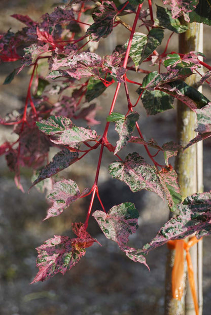 Acer conspicuum 'Red Flamingo' op stam