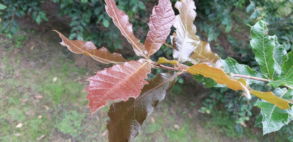 Quercus rysophylla 'Maya' op stam blad