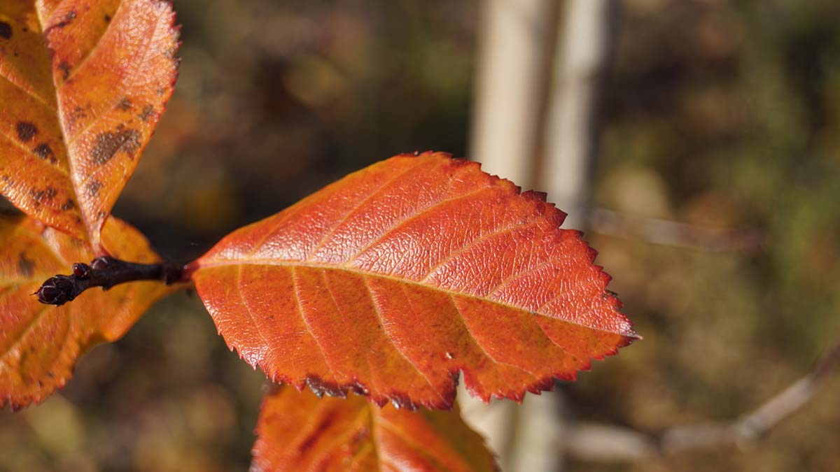 Crataegus succulenta 'Jubilee' op stam