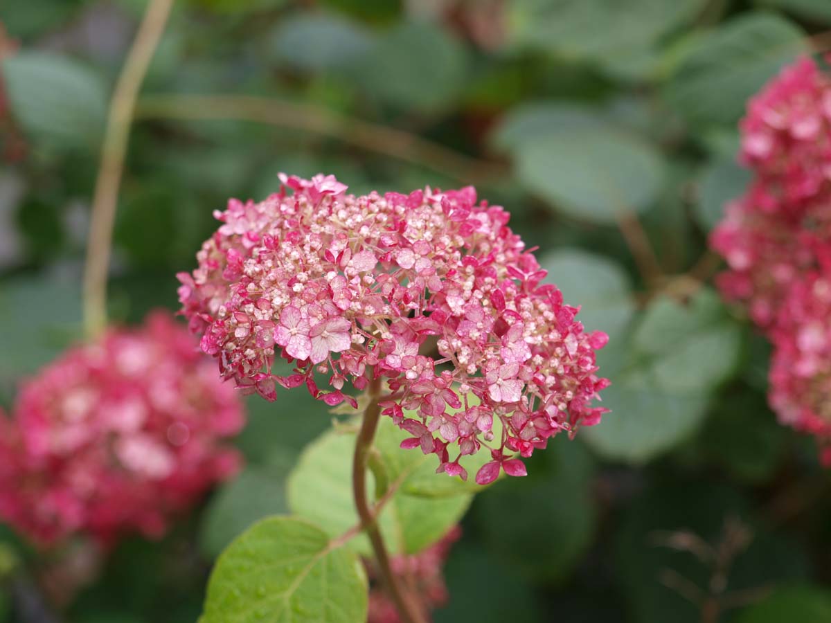 Hydrangea arborescens 'NCHA1' meerstammig / struik