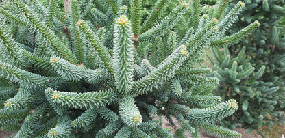 Abies pinsapo 'Fastigiata'