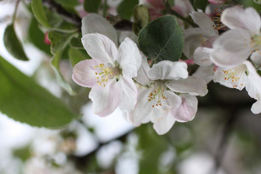 Malus domestica 'Sevenummer Striepke' op stam