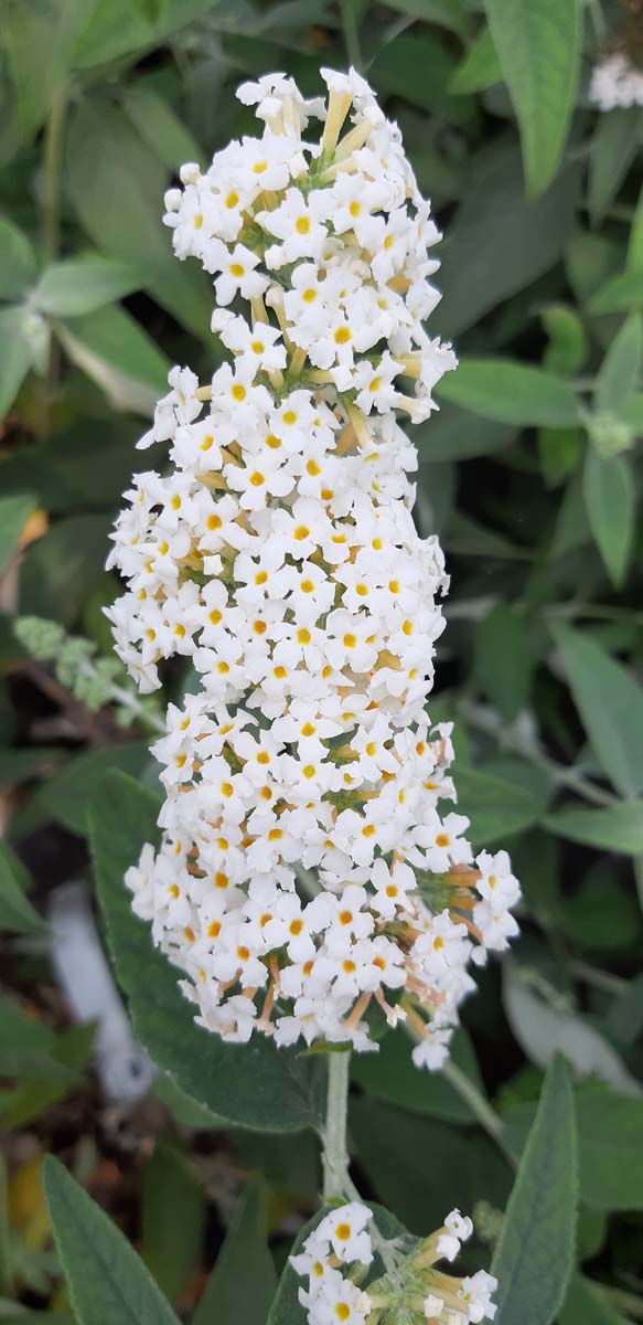 Buddleja 'Podaras 15' meerstammig / struik