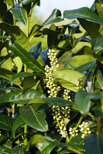 Prunus laurocerasus 'Greentorch' Tuinplanten bloem