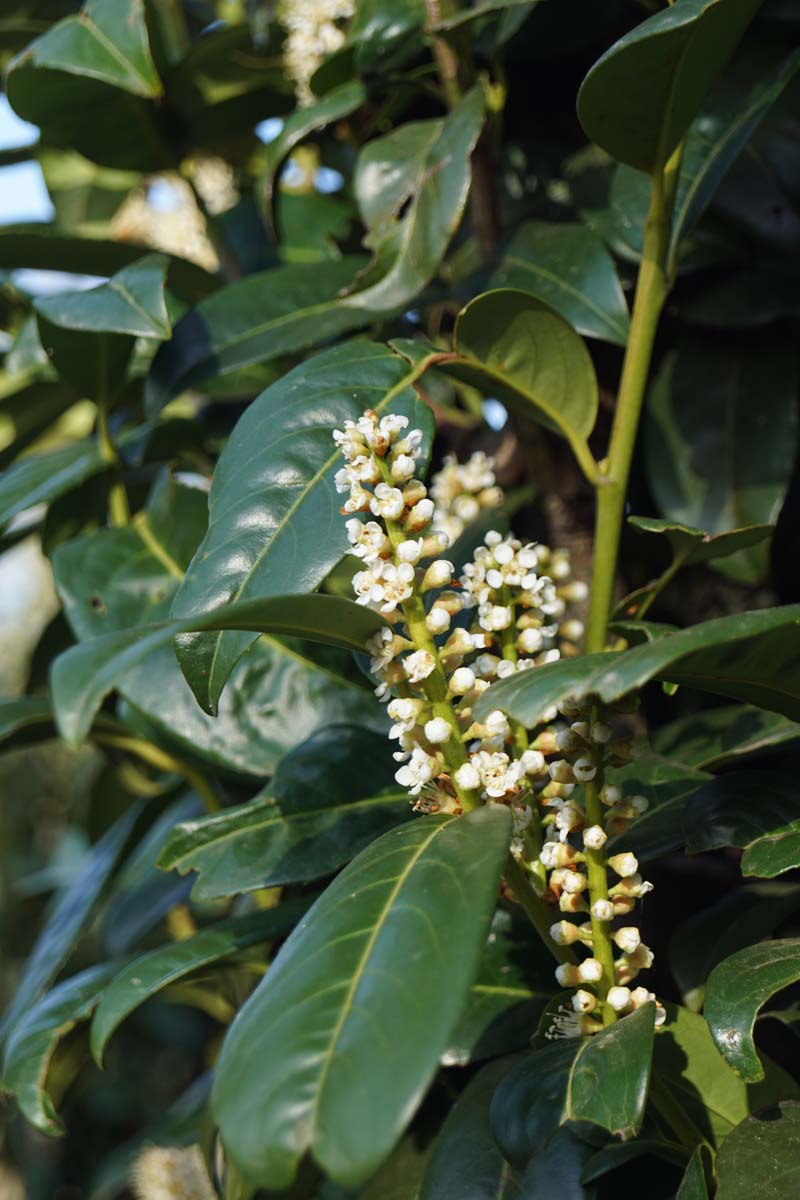 Prunus laurocerasus 'Greentorch' Tuinplanten bloem