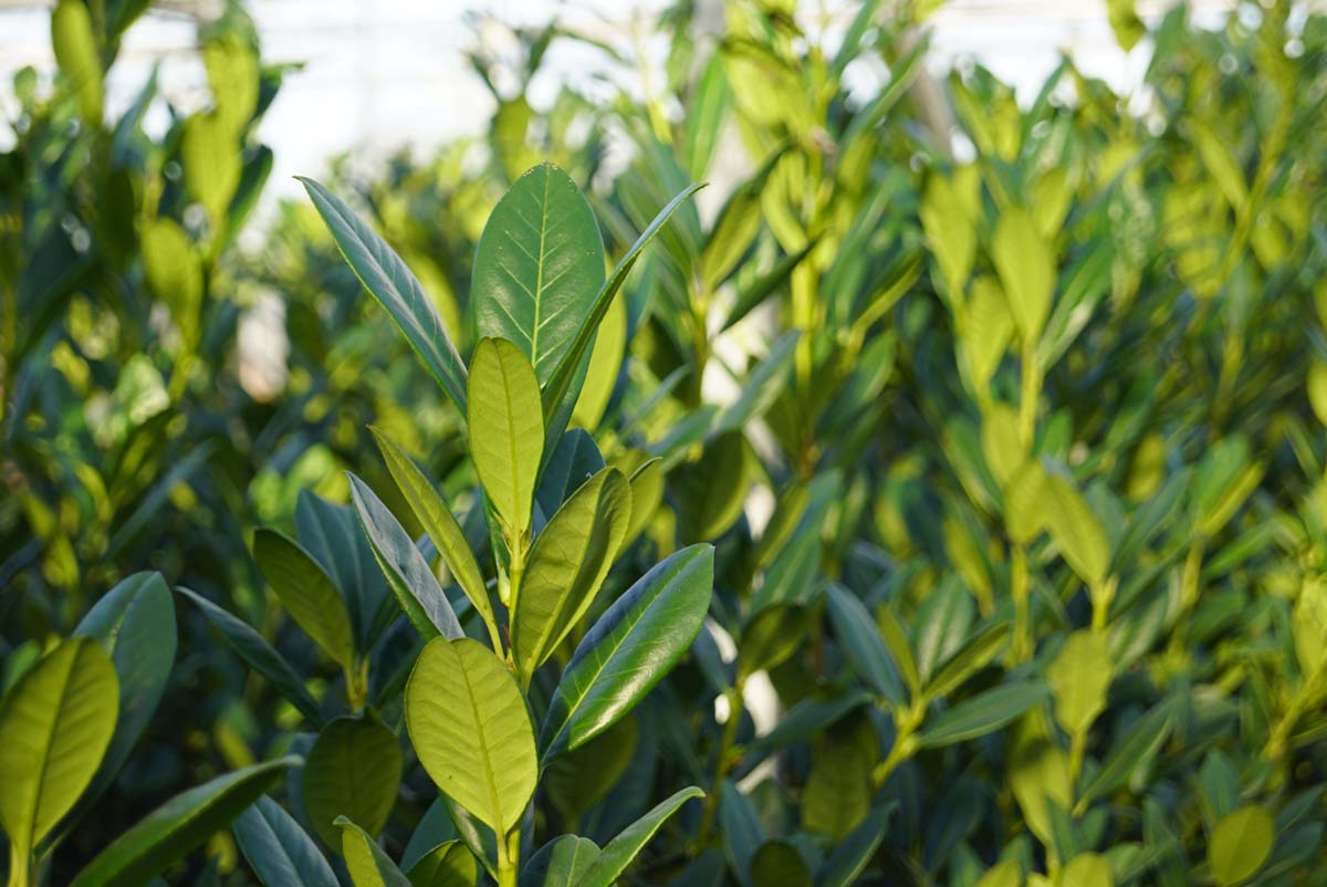 Prunus laurocerasus 'Greentorch' Tuinplanten blad