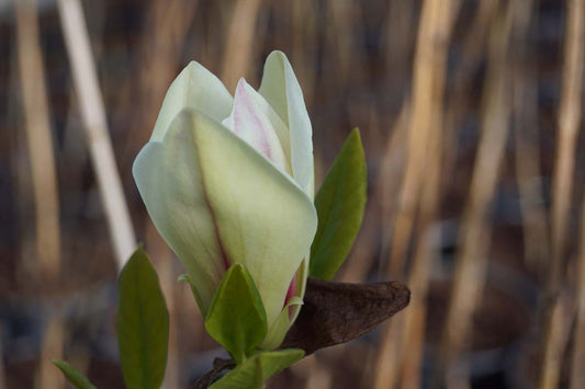 Magnolia 'Black Beauty' bloem