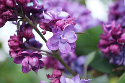 Syringa vulgaris 'Adelaide Dunbar' meerstammig / struik