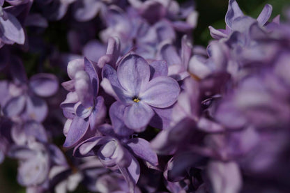 Syringa vulgaris 'Adelaide Dunbar' meerstammig / struik