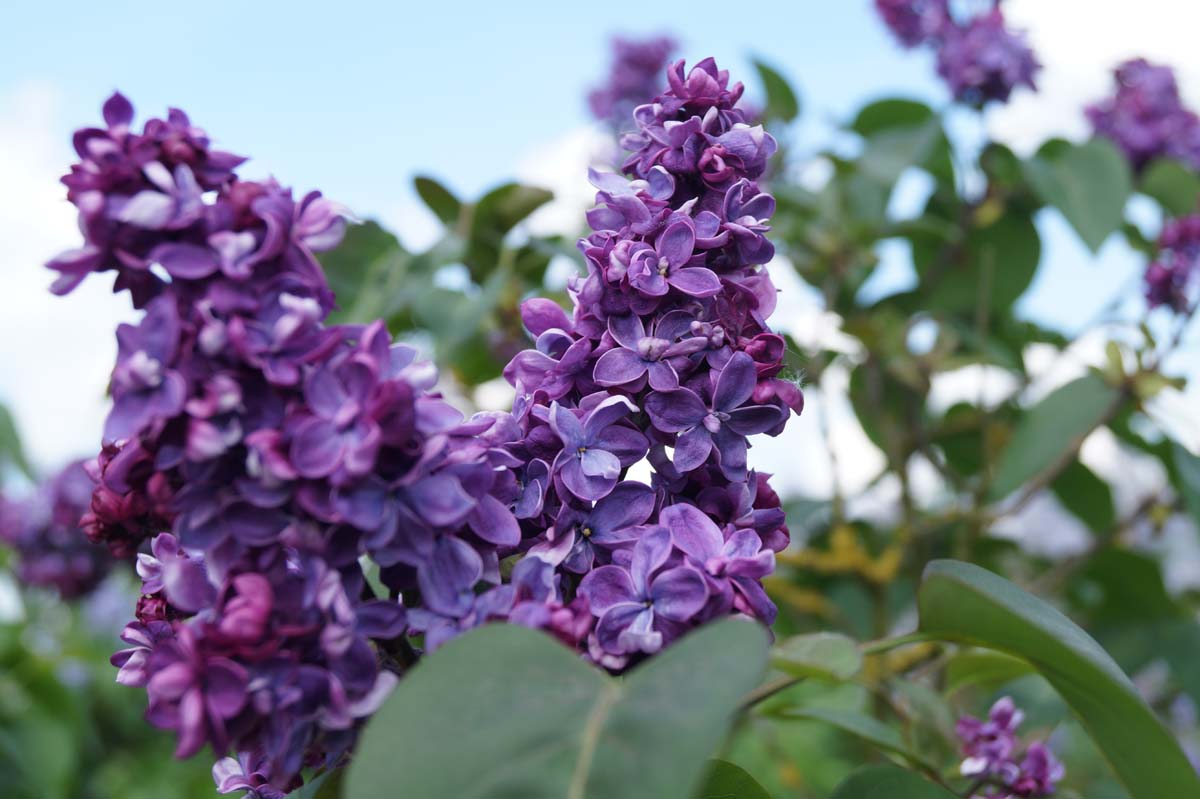 Syringa vulgaris 'Adelaide Dunbar' meerstammig / struik