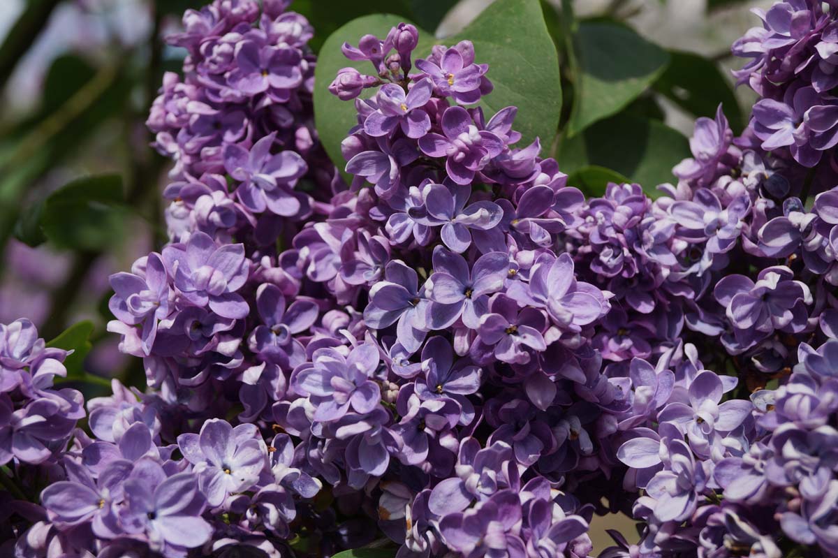 Syringa vulgaris 'Adelaide Dunbar' meerstammig / struik