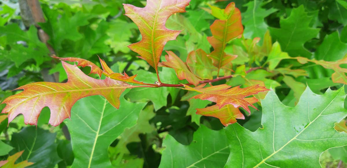 Quercus texana 'New Madrid' meerstammig / struik blad