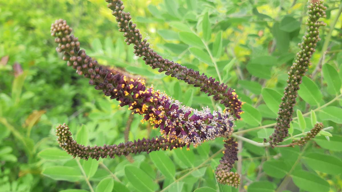 Amorpha ouachitensis Tuinplanten