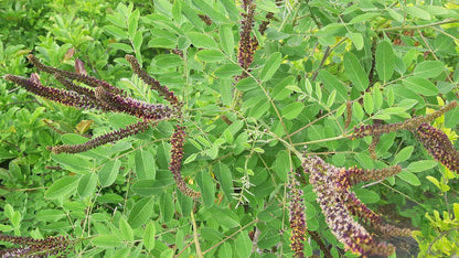 Amorpha ouachitensis meerstammig / struik