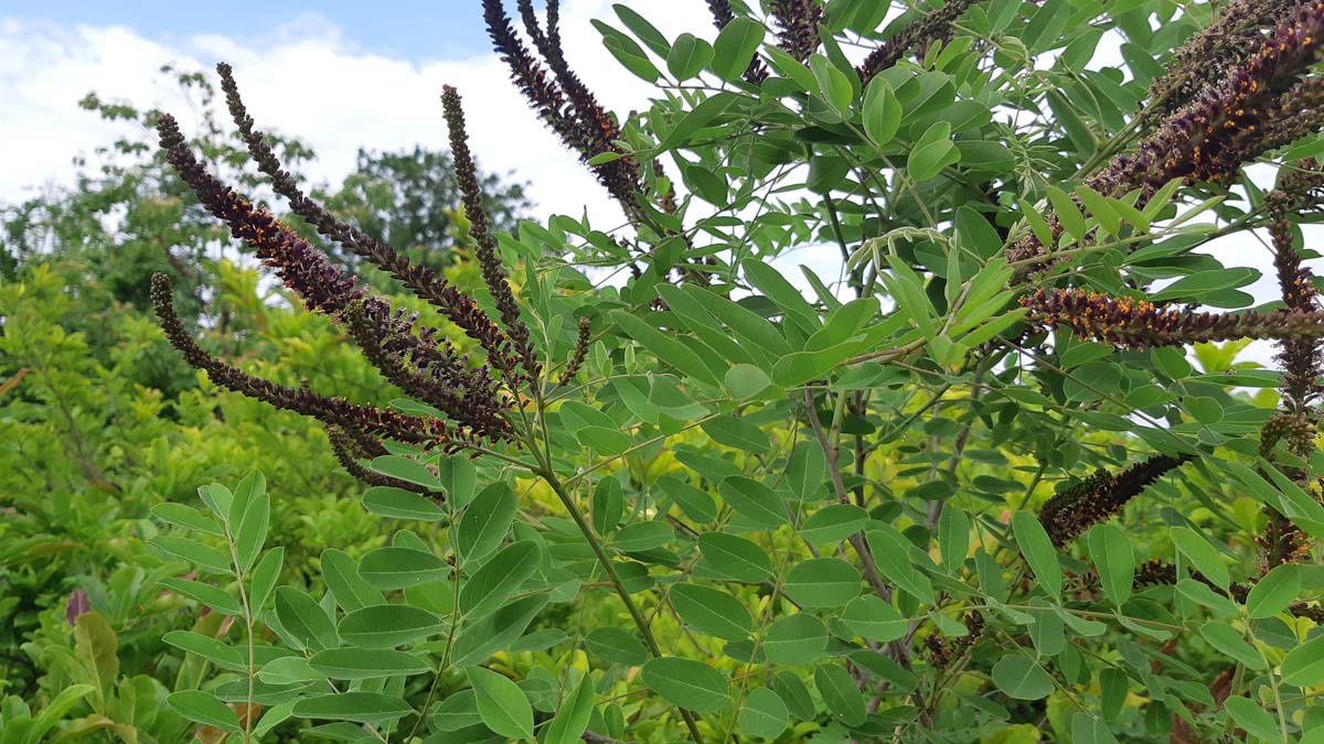 Amorpha ouachitensis meerstammig / struik