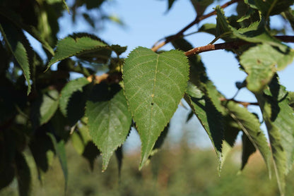 Prunus 'Mieke' op stam