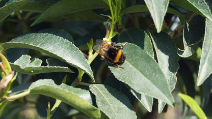 Prunus lusitanica 'Brenelia' Tuinplanten