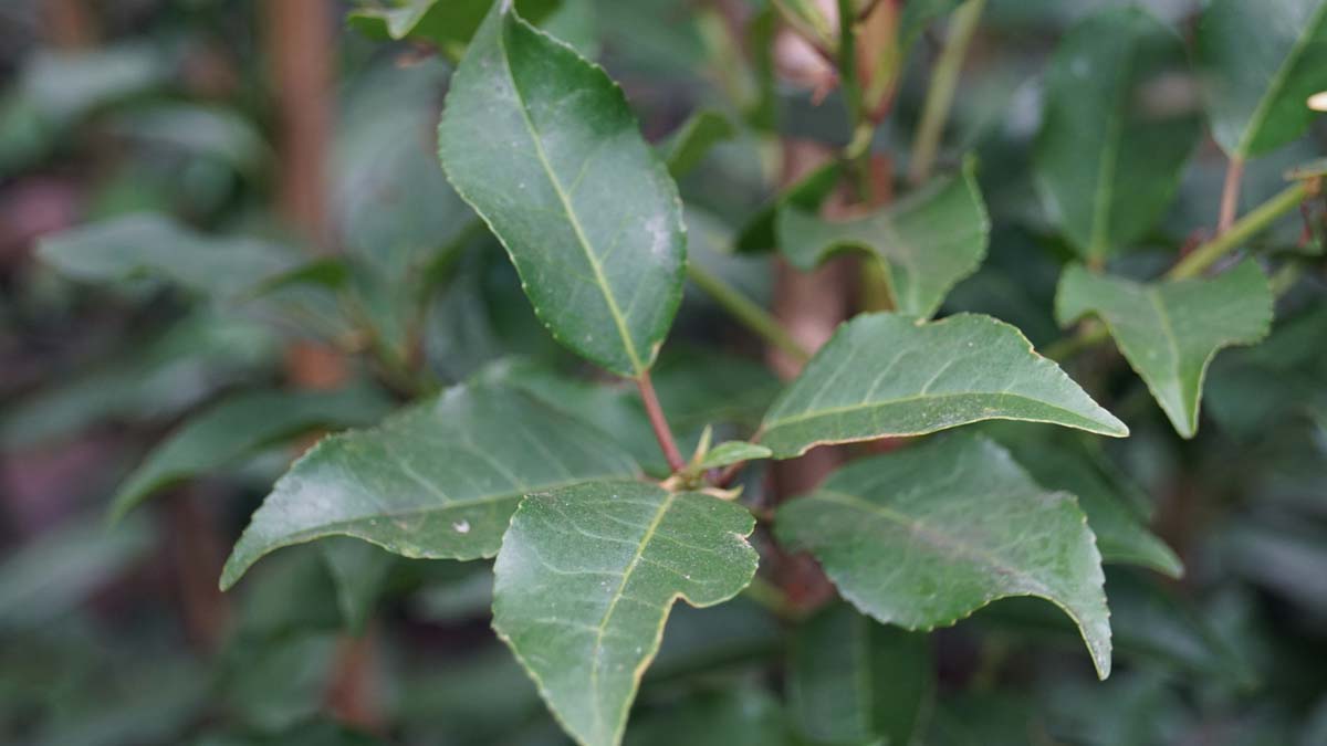 Prunus lusitanica 'Brenelia' Tuinplanten