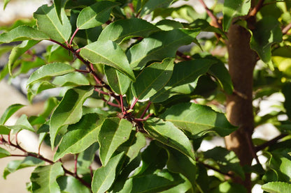 Prunus lusitanica 'Brenelia' Tuinplanten