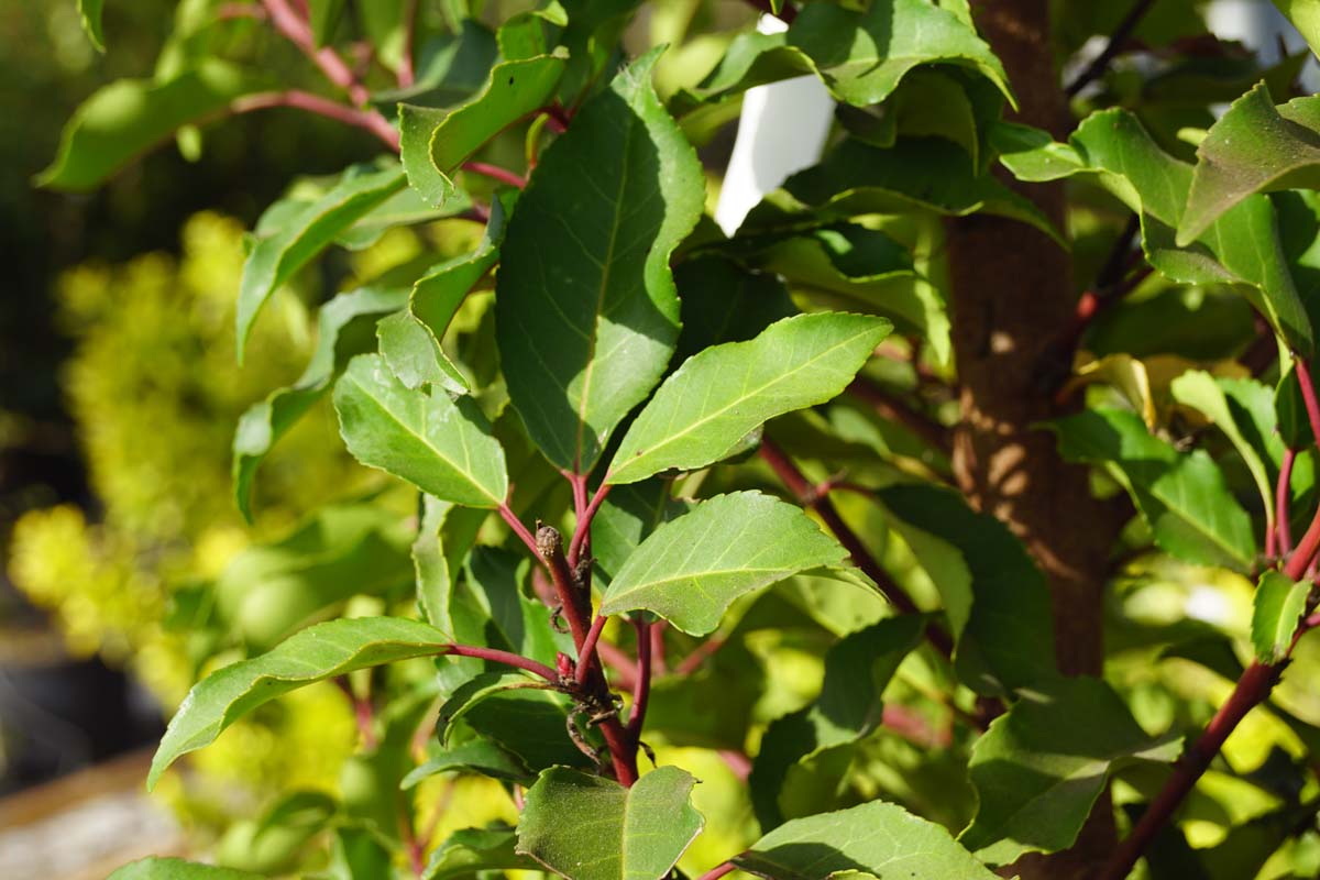 Prunus lusitanica 'Brenelia' Tuinplanten