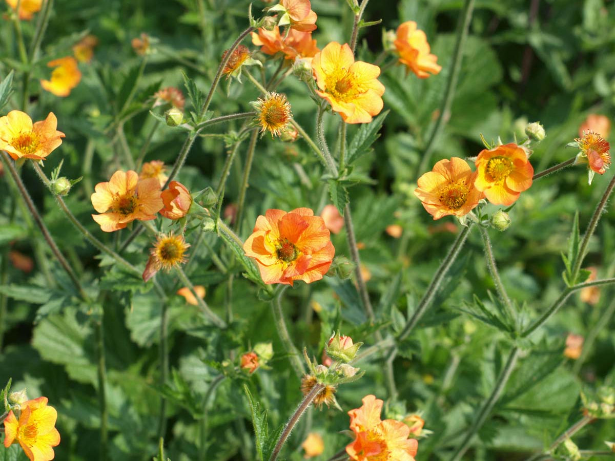 Geum 'Totally Tangerine'