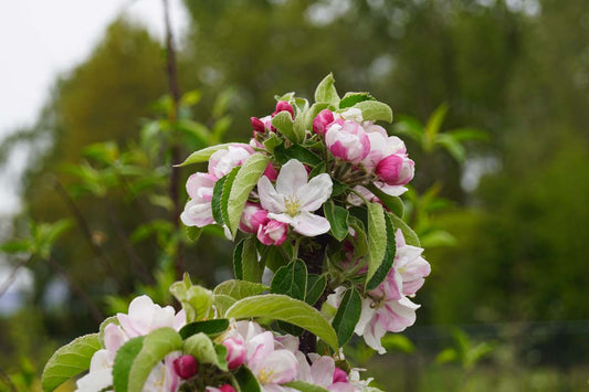 Malus domestica 'Greencats' op stam