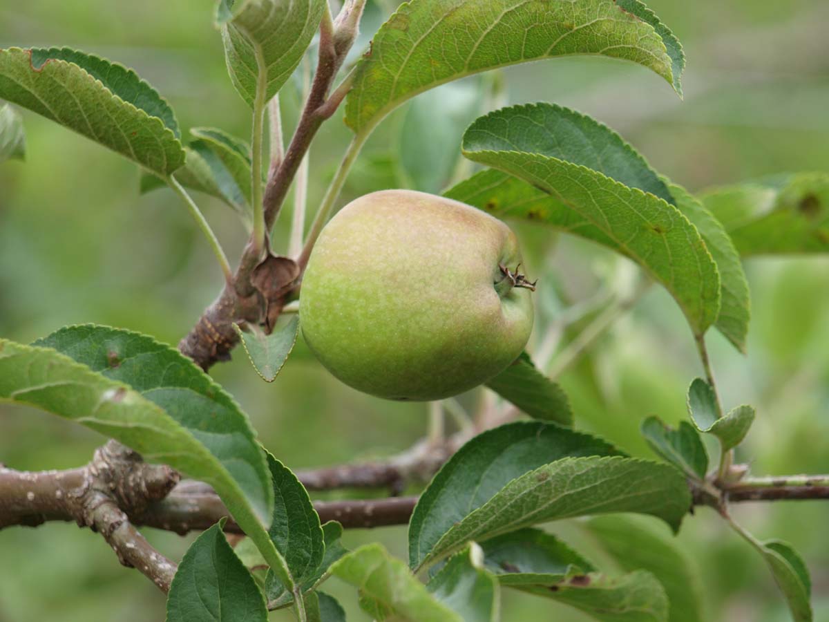 Malus domestica 'Zari' leiboom