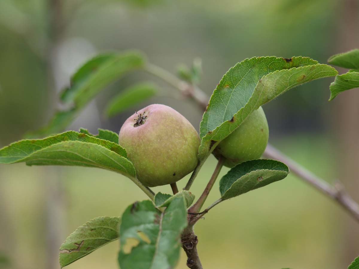 Malus domestica 'Zari' leiboom