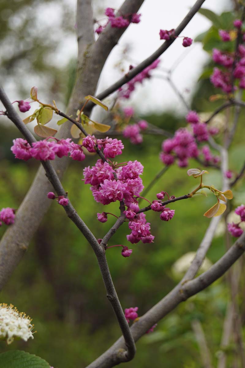 Cercis 'Pink Pom Poms' Tuinplanten