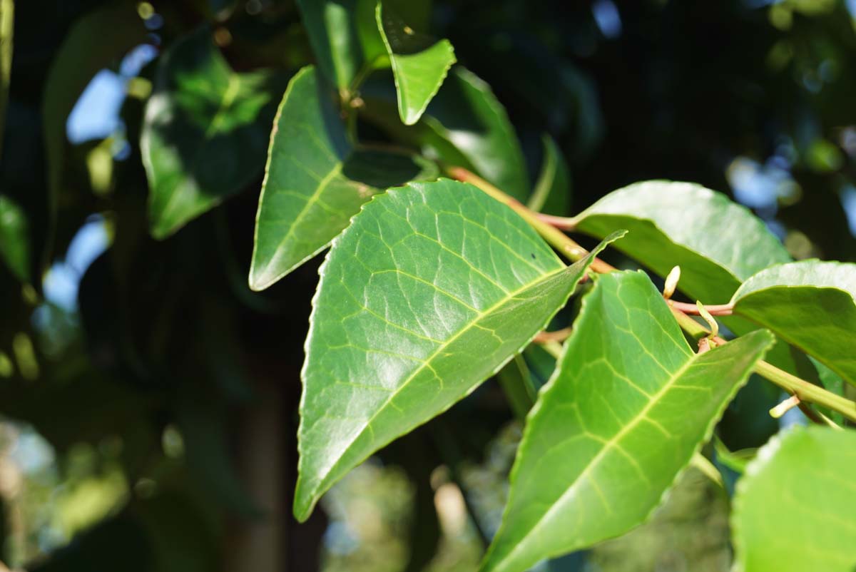 Prunus lusitanica 'Ybrazo01' leiboom blad